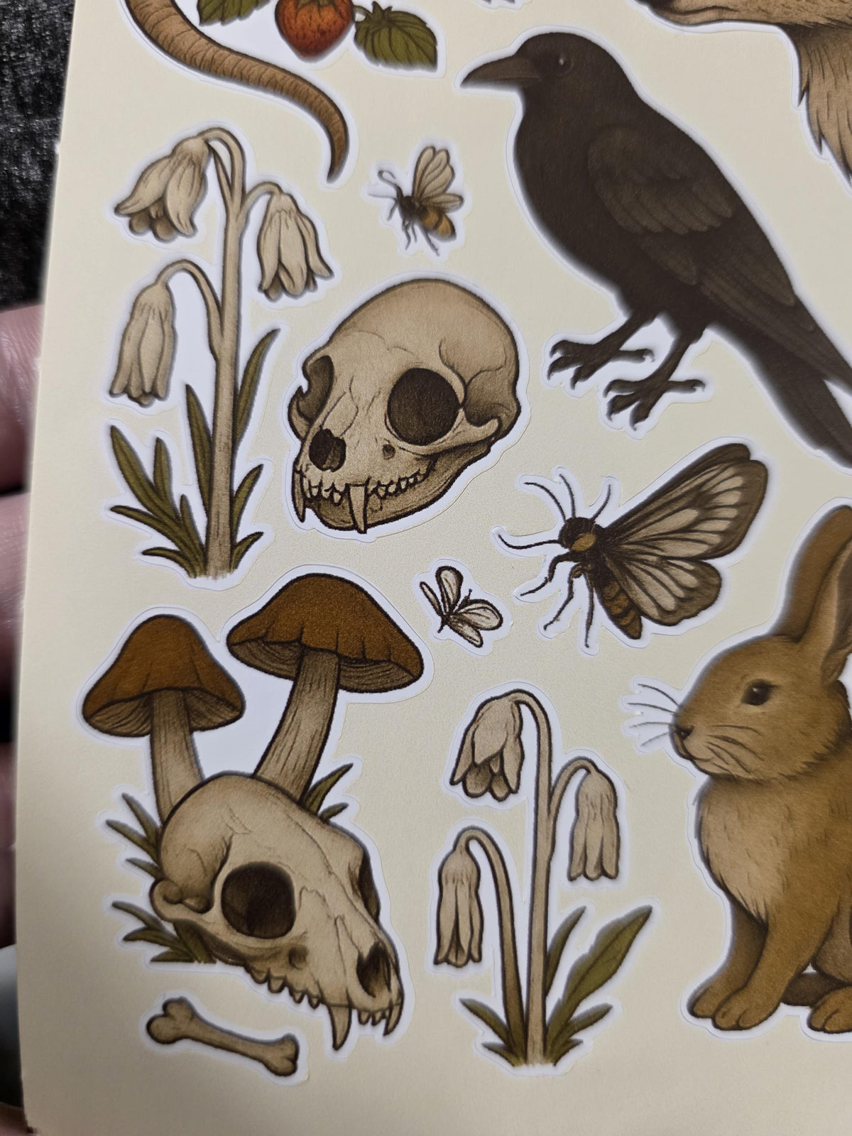 Cottagecore Woodland Sticker Sheet – Forager Botanical Art