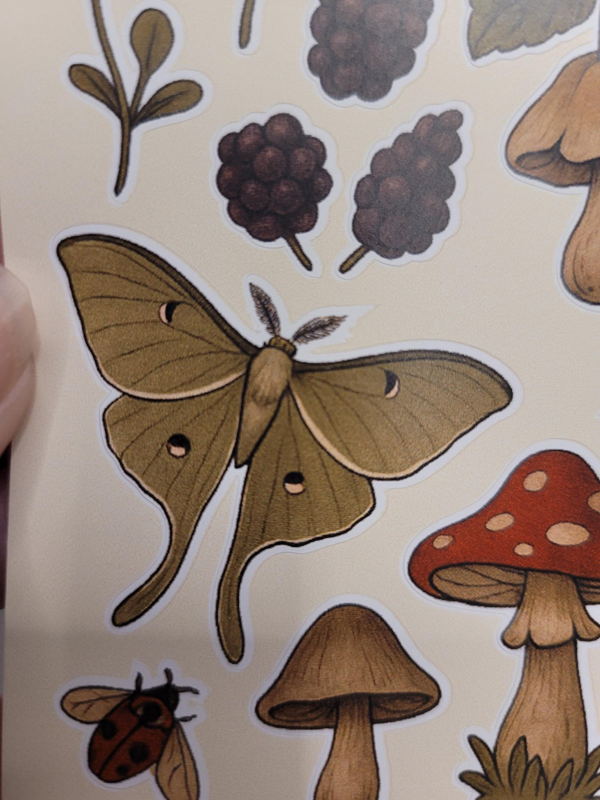 Forest Creatures Sticker Sheet – Frogs, Mushrooms, Moth, Berries | Nature Vinyl Stickers