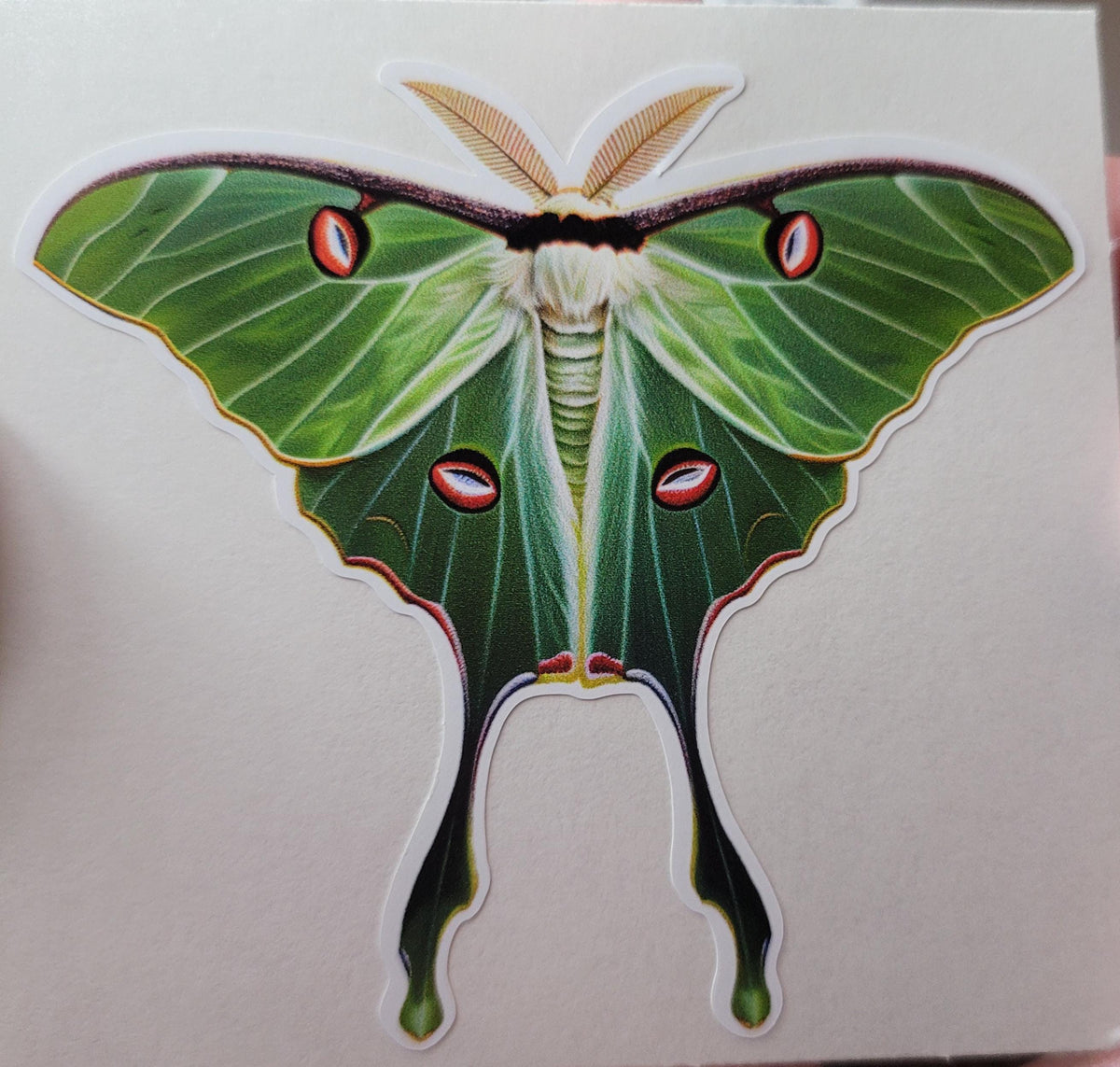 Waterproof Luna Moth Vinyl Sticker: Green Cottagecore Decal