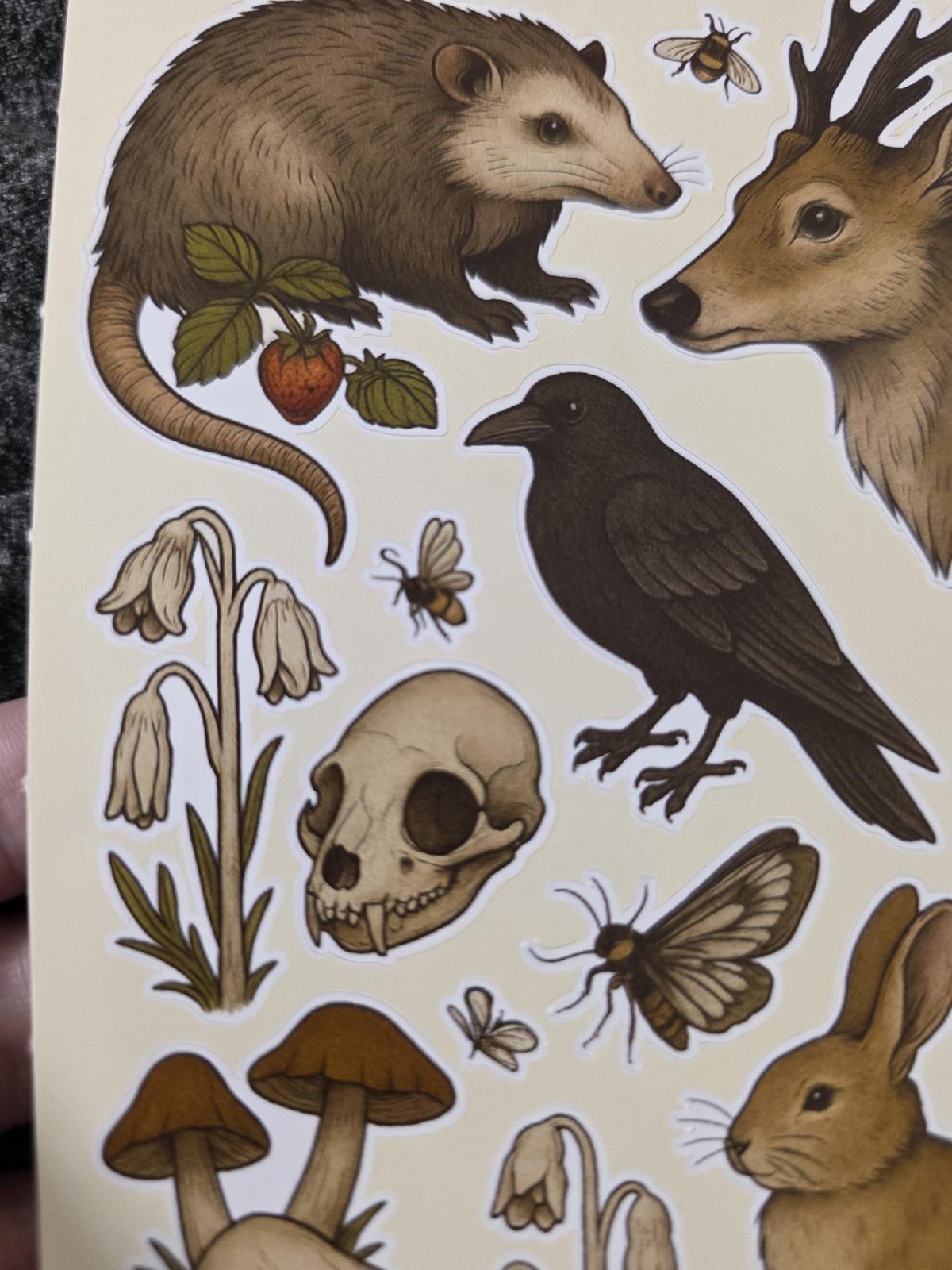 Cottagecore Woodland Sticker Sheet – Forager Botanical Art