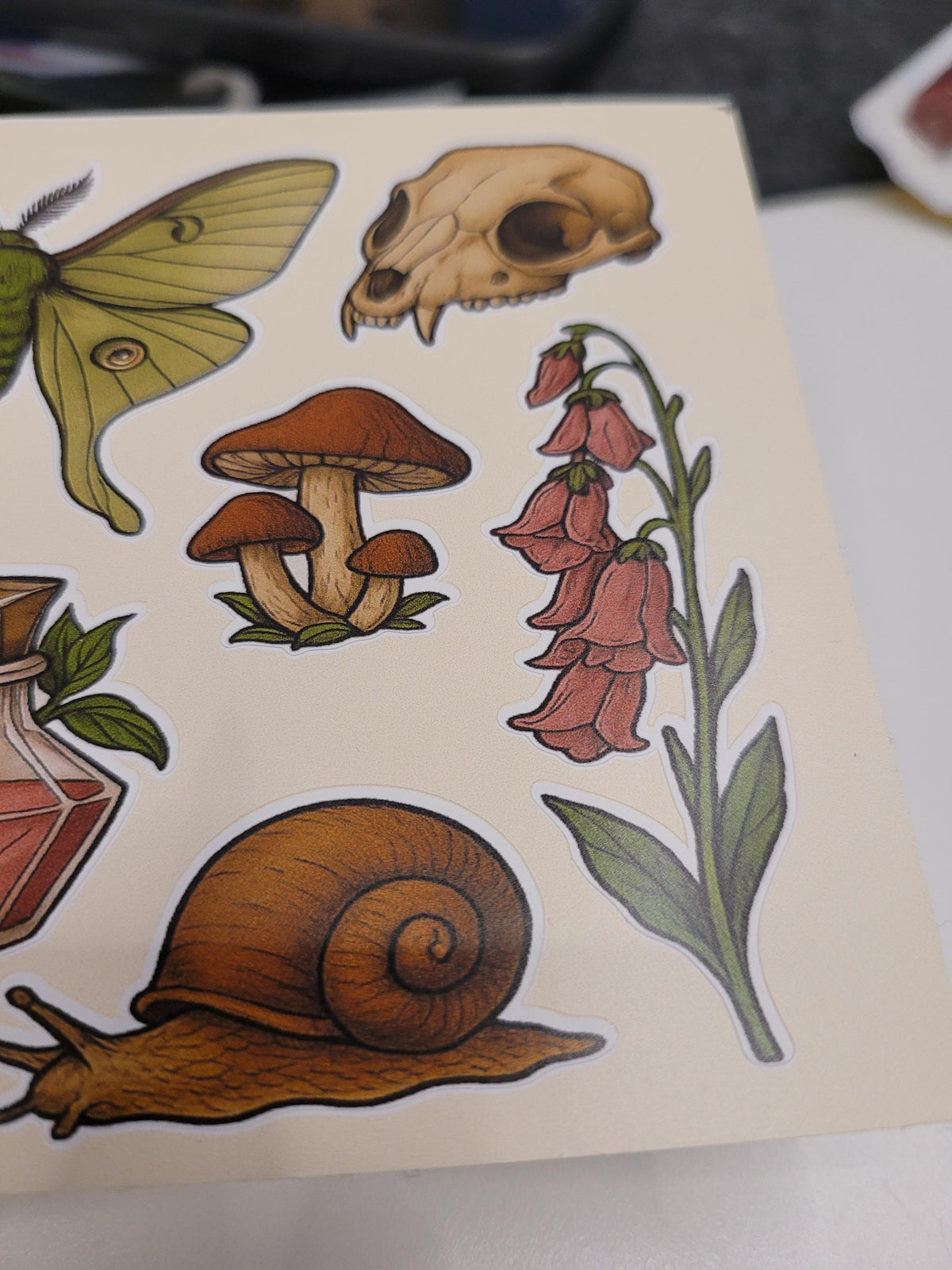 Cottagecore Botanica Sticker Sheet – Moth, Mushrooms, Skull, Berries, Snail, Apothecary Bottle | Vinyl Stickers