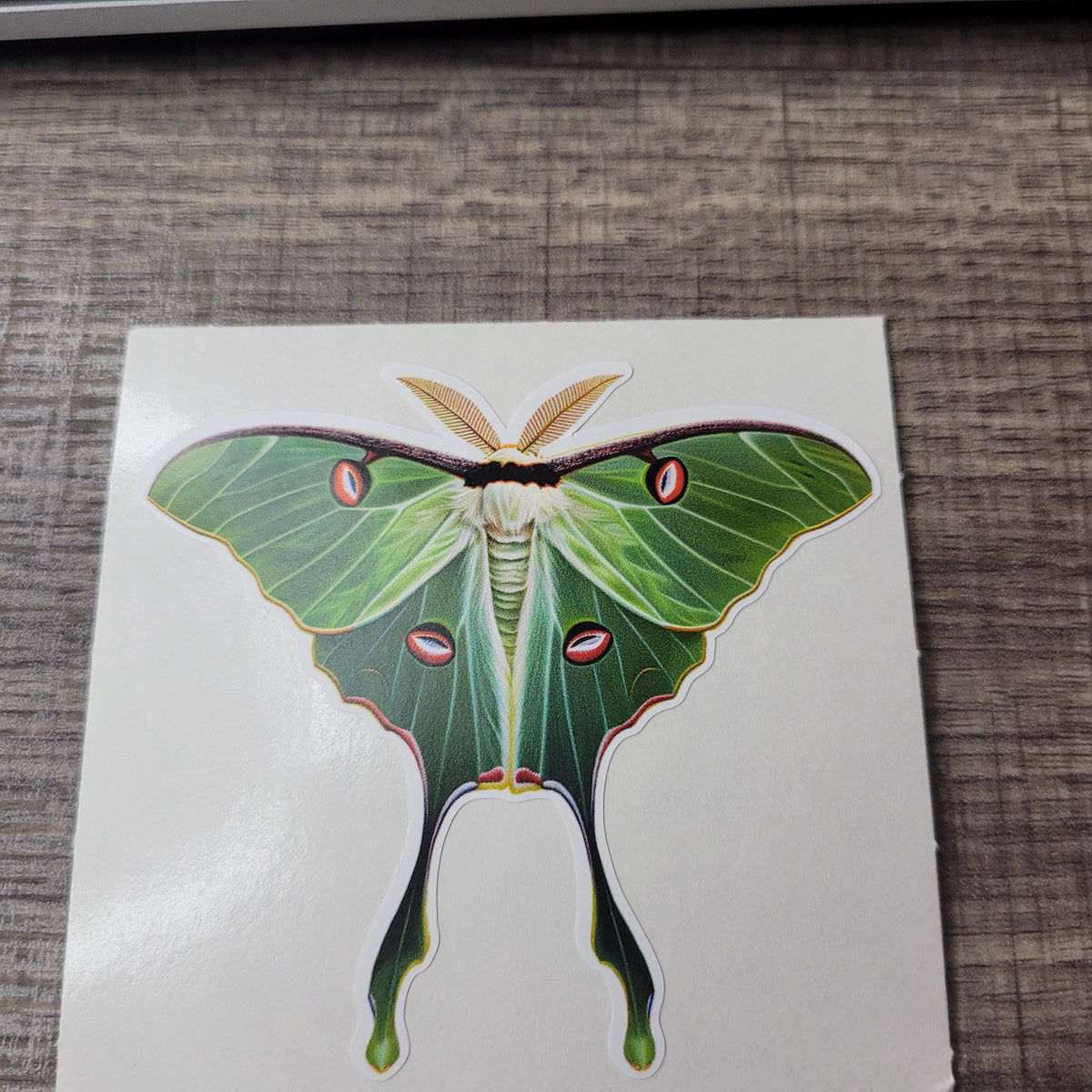 Waterproof Luna Moth Vinyl Sticker: Green Cottagecore Decal